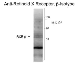 Anti-Retinoid X Receptor beta antibody [147] used in Western Blot (WB). GTX82600