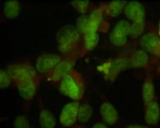 Anti-Nuclei antibody [235-1] used in Immunocytochemistry/ Immunofluorescence (ICC/IF). GTX82624