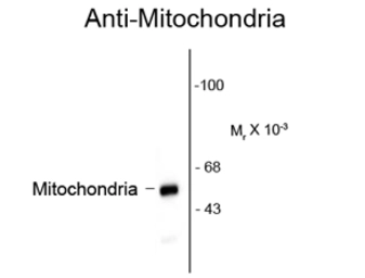 Anti-Mitochondria antibody [113-1] used in Western Blot (WB). GTX82650