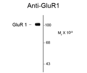 Anti-GluR1 antibody used in Western Blot (WB). GTX82670