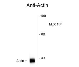 Anti-Actin antibody [C4] used in Western Blot (WB). GTX82740