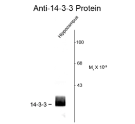 Anti-14-3-3 antibody used in Western Blot (WB). GTX82746