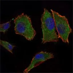 Anti-COX4 antibody [6B3] used in Immunocytochemistry/ Immunofluorescence (ICC/IF). GTX82782