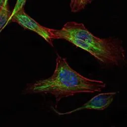 Anti-RICTOR antibody [7B3] used in Immunocytochemistry/ Immunofluorescence (ICC/IF). GTX82789