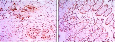 Anti-KDM4A antibody [5H1] used in IHC (Paraffin sections) (IHC-P). GTX82792