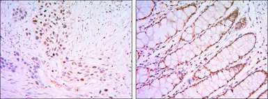 Anti-KLF4 antibody [1E5] used in IHC (Paraffin sections) (IHC-P). GTX82798