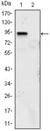 Anti-KLF4 antibody [1E5] used in Western Blot (WB). GTX82798