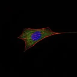 Anti-Bcl-2 antibody [8E12] used in Immunocytochemistry/ Immunofluorescence (ICC/IF). GTX82803