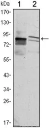 Anti-KLHL11 antibody [1B9A8] used in Western Blot (WB). GTX82812