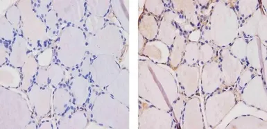 Anti-Thyroid Hormone Receptor alpha-2 antibody used in IHC (Paraffin sections) (IHC-P). GTX82858