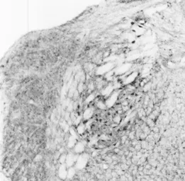 Anti-nNOS antibody used in IHC (Paraffin sections) (IHC-P). GTX82905