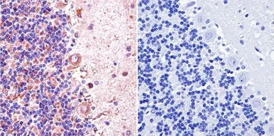 Anti-nNOS antibody used in IHC (Paraffin sections) (IHC-P). GTX82905