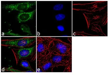 Anti-ECM29 antibody used in Immunocytochemistry/ Immunofluorescence (ICC/IF). GTX82906