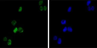 Anti-GATA1 antibody [4F5] used in Immunocytochemistry/ Immunofluorescence (ICC/IF). GTX82984