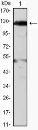 Anti-JAK2 antibody [1C1] used in Western Blot (WB). GTX82993