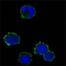 Anti-CD3 zeta antibody [4B10] used in Immunocytochemistry/ Immunofluorescence (ICC/IF). GTX83004