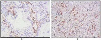Anti-CD38 antibody [6E12D] used in IHC (Paraffin sections) (IHC-P). GTX83033