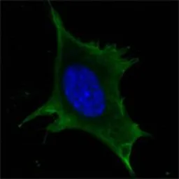 Anti-Calreticulin antibody [1G6A7] used in Immunocytochemistry/ Immunofluorescence (ICC/IF). GTX83089