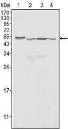 Anti-Calreticulin antibody [1G6A7] used in Western Blot (WB). GTX83089