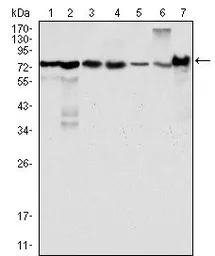 Anti-LPP antibody [8B3A11] used in Western Blot (WB). GTX83092