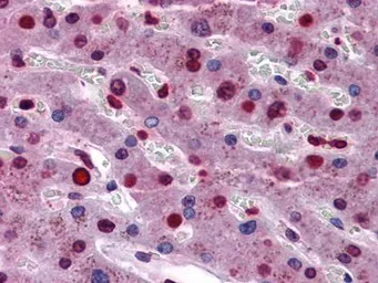 Anti-STAT3 antibody [7G3H4] used in IHC (Paraffin sections) (IHC-P). GTX83103