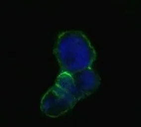 Anti-Lipocalin 1 antibody [10B10] used in Immunocytochemistry/ Immunofluorescence (ICC/IF). GTX83128