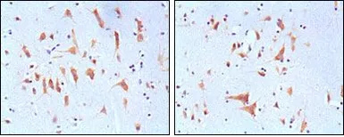 Anti-FMRP antibody [4G9] used in IHC (Paraffin sections) (IHC-P). GTX83130