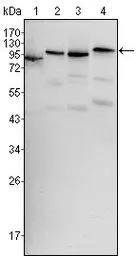 Anti-B-Raf antibody [1H12] used in Western Blot (WB). GTX83134