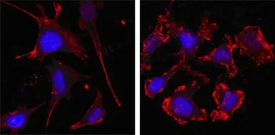 Anti-beta Actin antibody [8H10D10] used in Immunocytochemistry/ Immunofluorescence (ICC/IF). GTX83163