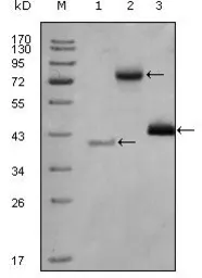 Anti-HDAC3 antibody [3A7B5] used in Western Blot (WB). GTX83172
