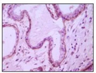 Anti-CD10 antibody [3G9D10] used in IHC (Paraffin sections) (IHC-P). GTX83175