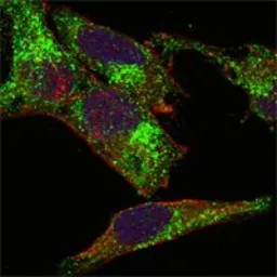 Anti-Inhibin alpha antibody [4A2] used in Immunocytochemistry/ Immunofluorescence (ICC/IF). GTX83223