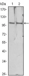 Anti-HDAC4 antibody [7B2] used in Western Blot (WB). GTX83229