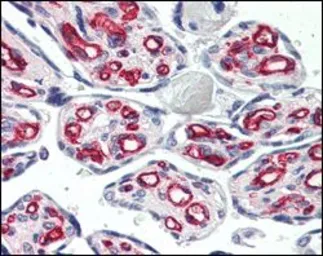 Anti-CD31 antibody [2F7B2] used in IHC (Paraffin sections) (IHC-P). GTX83248
