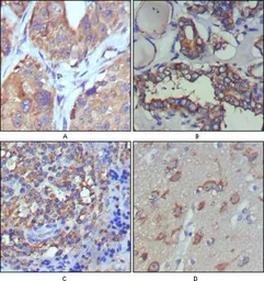 Anti-Wnt5a antibody [3D10] used in IHC (Paraffin sections) (IHC-P). GTX83266