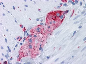 Anti-Synaptophysin antibody [7H12] used in IHC (Paraffin sections) (IHC-P). GTX83283