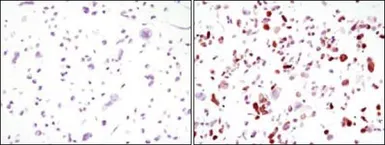 Anti-GFP antibody [4B10B2] used in Immunocytochemistry/ Immunofluorescence (ICC/IF). GTX83292