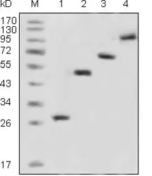Anti-GFP antibody [4B10B2] used in Western Blot (WB). GTX83292