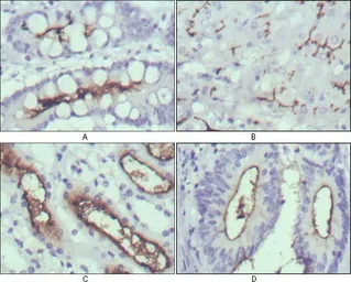 Anti-Wnt10b antibody [5A7] used in IHC (Paraffin sections) (IHC-P). GTX83307