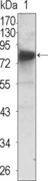 Anti-TrkC antibody [7H6] used in Western Blot (WB). GTX83321