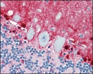 Anti-S100 beta antibody [9A11B9] used in IHC (Paraffin sections) (IHC-P). GTX83327