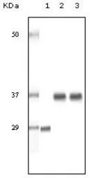 Anti-SRA antibody [1D4H8] used in Western Blot (WB). GTX83332