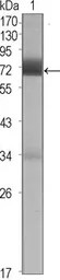 Anti-CER1 antibody [5C6] used in Western Blot (WB). GTX83352