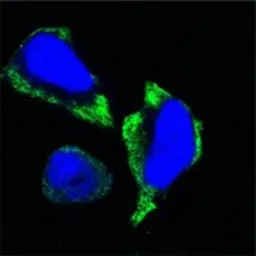Anti-PAK2 antibody [3B5] used in Immunocytochemistry/ Immunofluorescence (ICC/IF). GTX83373