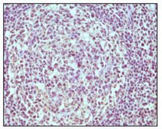 Anti-CD19 antibody [2E2B6B10] used in IHC (Paraffin sections) (IHC-P). GTX83387