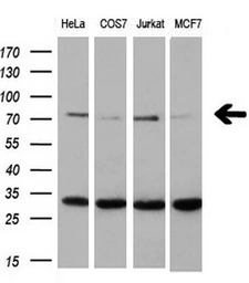 Anti-XRCC1 antibody [2D8] used in Western Blot (WB). GTX83411