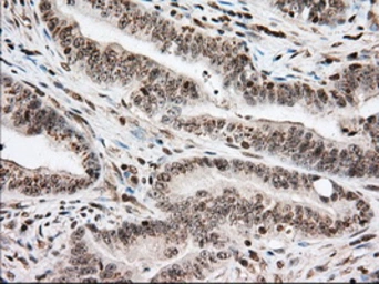 Anti-USP5 antibody [2H5] used in IHC (Paraffin sections) (IHC-P). GTX83430