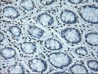 Anti-USP13 antibody [4G11] used in IHC (Paraffin sections) (IHC-P). GTX83436
