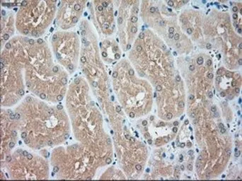 Anti-USP13 antibody [4G11] used in IHC (Paraffin sections) (IHC-P). GTX83436