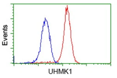 Anti-UHMK1 antibody [2D3] used in Flow cytometry (FCM). GTX83439